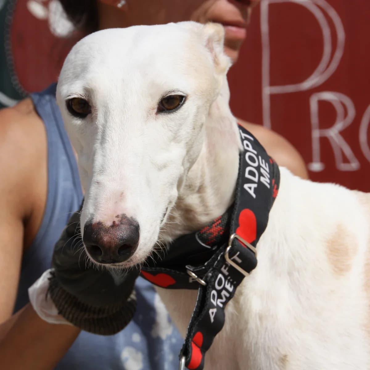 TALA, female Galgo Español for adoption at New Graceland - Auffangstation Schweiz, Waltenschwil