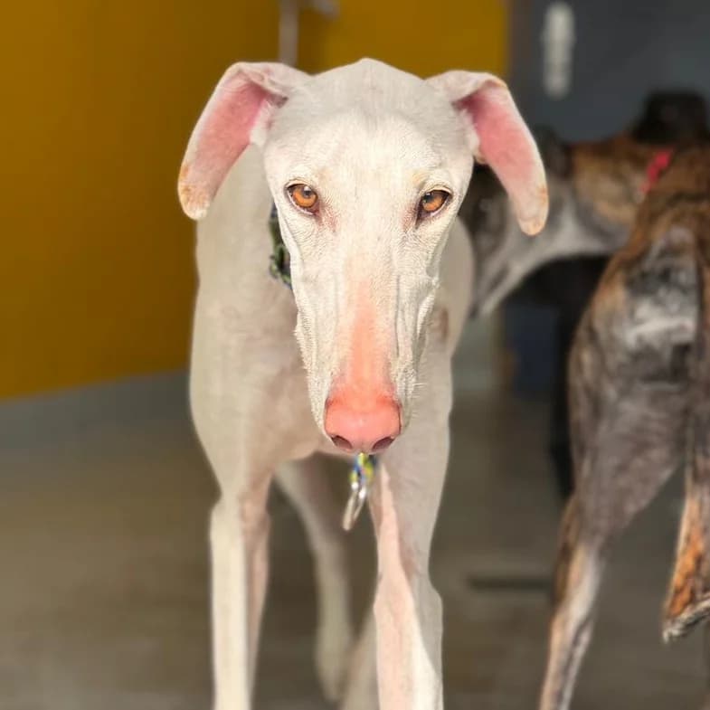 Trebol, male 3yo Galgo Español for adoption at New Graceland - Auffangstation Schweiz, Waltenschwil