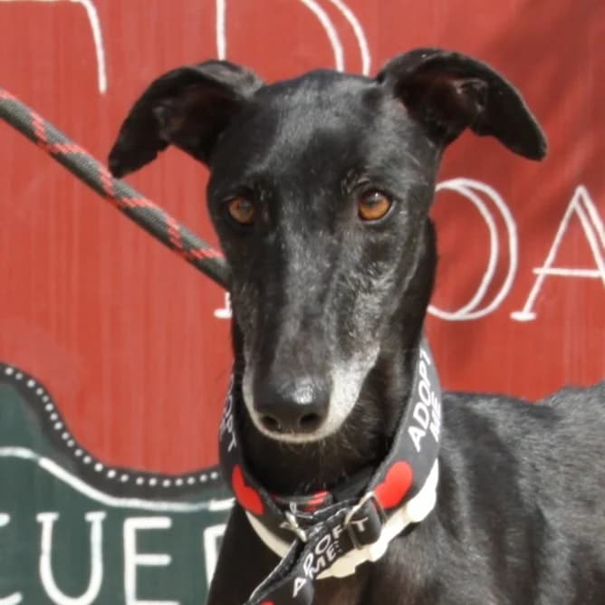 TRIANA, female Galgo Español for adoption at New Graceland - Auffangstation Schweiz, Waltenschwil