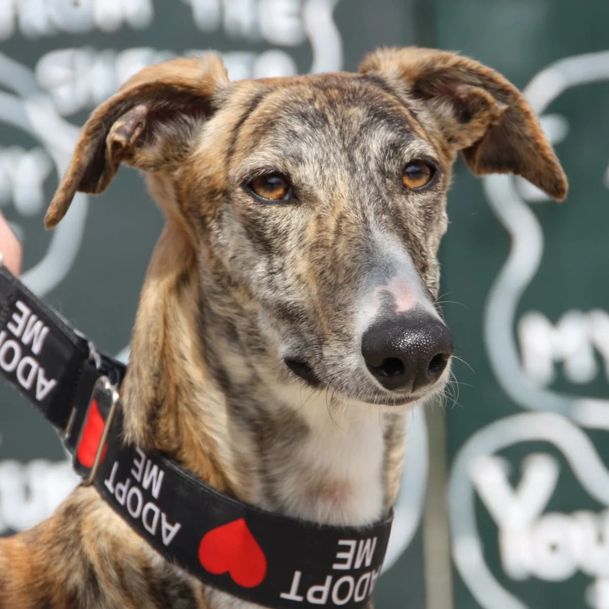URMA, female Galgo Español for adoption at New Graceland - Auffangstation Schweiz, Waltenschwil