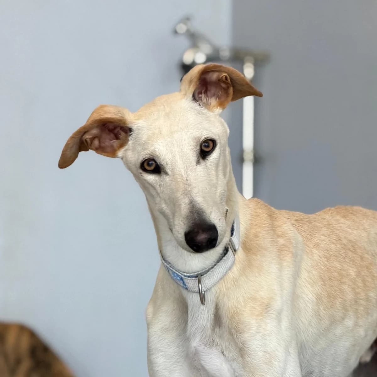 Willy, male young Galgo Español for adoption at New Graceland - Auffangstation Schweiz, Waltenschwil