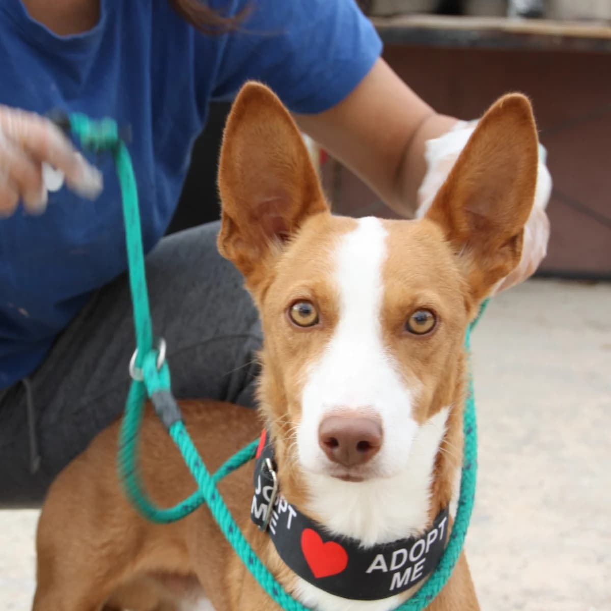 TATO, male Podenco for adoption at New Graceland - Auffangstation Schweiz, Waltenschwil
