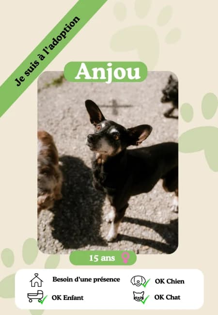 Anjou, female senior Mixed Breed for adoption at Oasis des vétérans