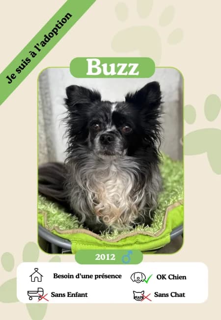 Buzz,  senior Mixed Breed for adoption at Oasis des vétérans