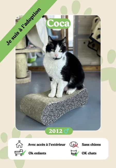 Coca,  senior Mixed Breed for adoption at Oasis des vétérans