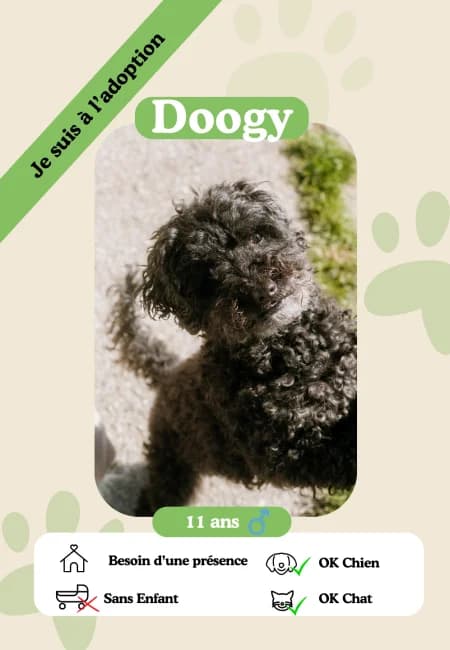 Doogy,  senior Mixed Breed for adoption at Oasis des vétérans