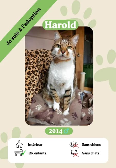 Harold,  senior Mixed Breed for adoption at Oasis des vétérans