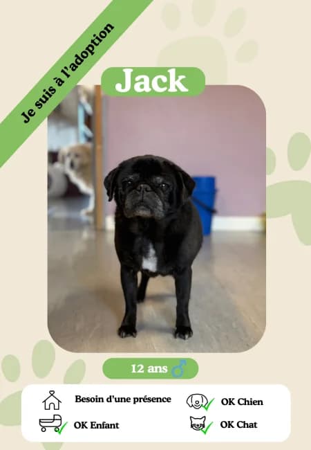 Jack,  senior Mixed Breed for adoption at Oasis des vétérans