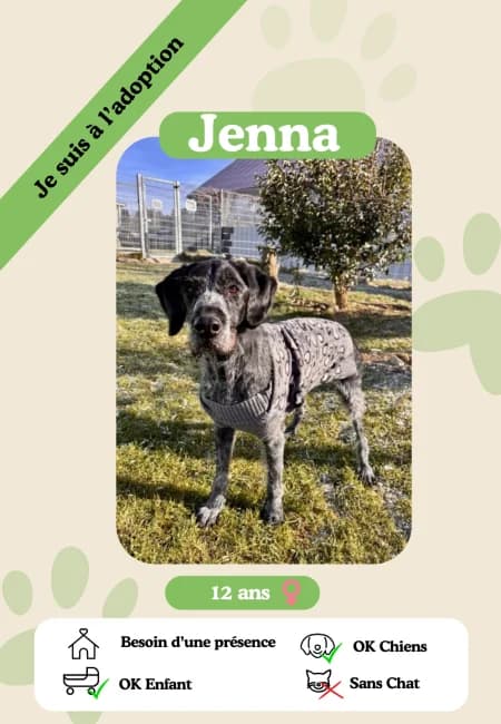 Jenna, female senior Mixed Breed for adoption at Oasis des vétérans
