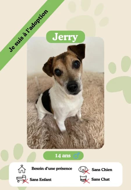 Jerry,  senior Mixed Breed for adoption at Oasis des vétérans