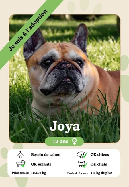 Joya, female senior Mixed Breed for adoption at Oasis des vétérans