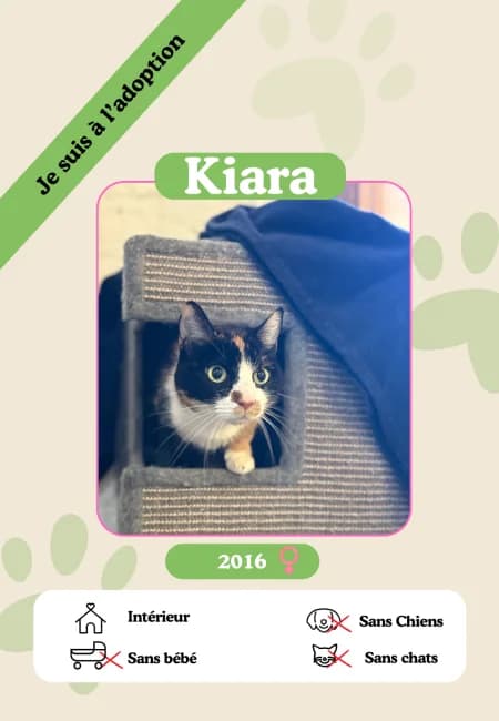 Kiara, female senior Mixed Breed for adoption at Oasis des vétérans