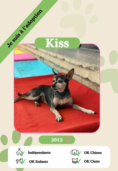 Kiss, female senior Mixed Breed for adoption at Oasis des vétérans