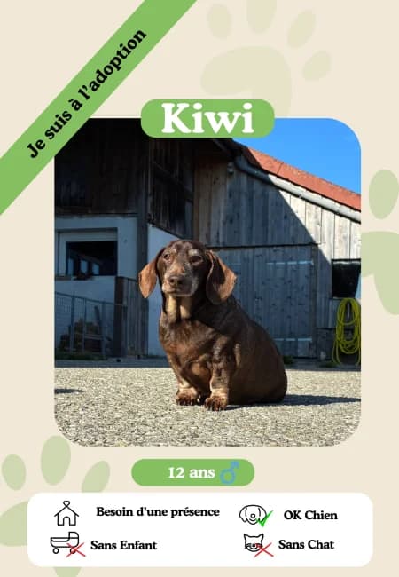 Kiwi,  senior Mixed Breed for adoption at Oasis des vétérans