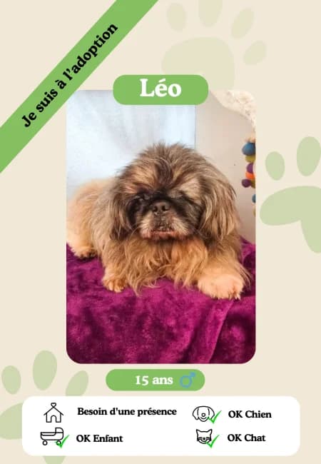 Léo,  senior Mixed Breed for adoption at Oasis des vétérans