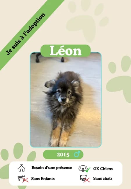 Léon,  senior Mixed Breed for adoption at Oasis des vétérans