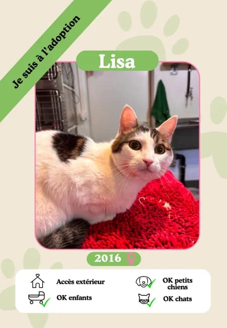 Lisa, female senior Mixed Breed for adoption at Oasis des vétérans