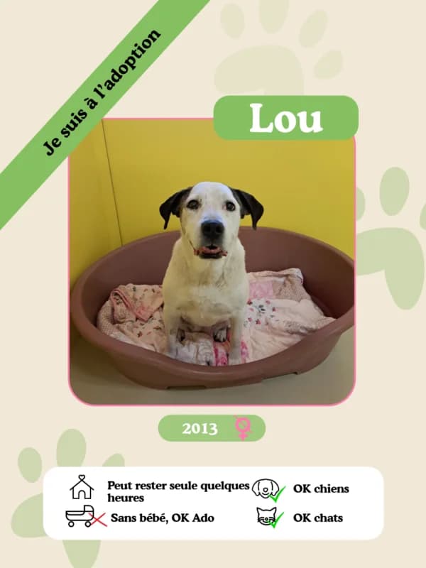 Lou, female senior Mixed Breed for adoption at Oasis des vétérans