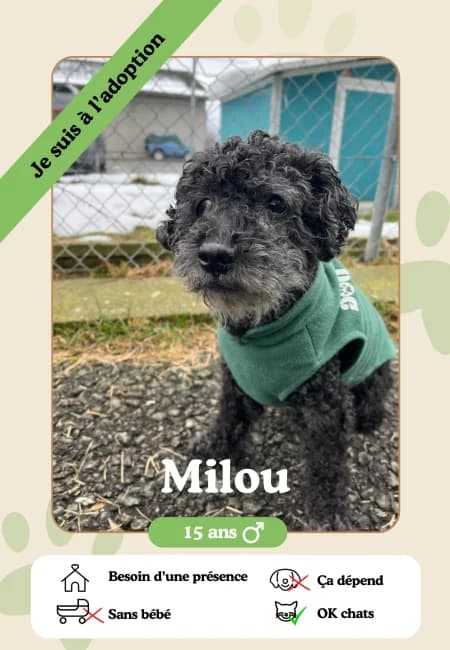 Milou,  senior Mixed Breed for adoption at Oasis des vétérans