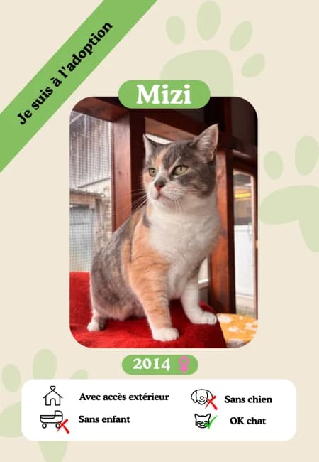 Mizi, female senior Mixed Breed for adoption at Oasis des vétérans