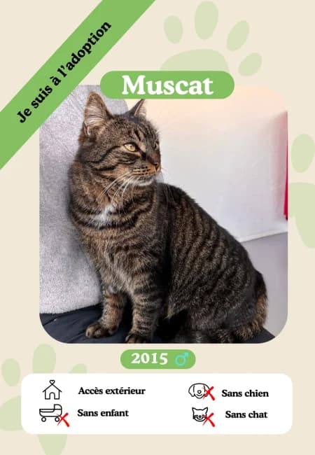 Muscat,  senior Mixed Breed for adoption at Oasis des vétérans