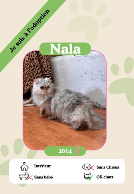 Nala, female senior Mixed Breed for adoption at Oasis des vétérans