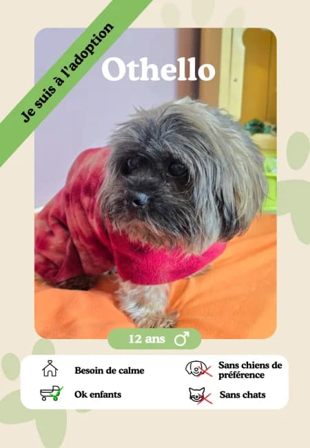 Othello,  senior Mixed Breed for adoption at Oasis des vétérans