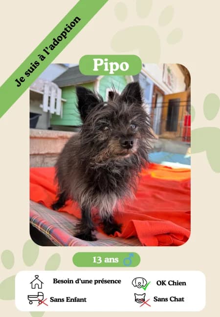 Pipo,  senior Mixed Breed for adoption at Oasis des vétérans