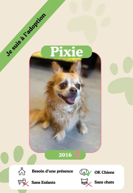Pixie, female senior Mixed Breed for adoption at Oasis des vétérans