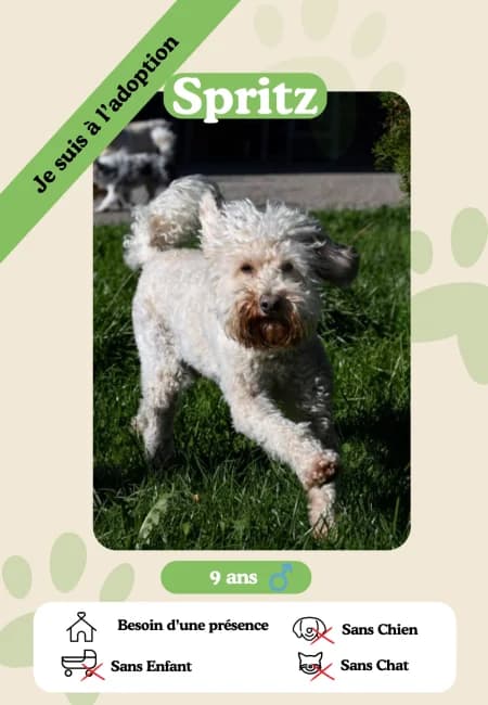 Spritz,  senior Mixed Breed for adoption at Oasis des vétérans