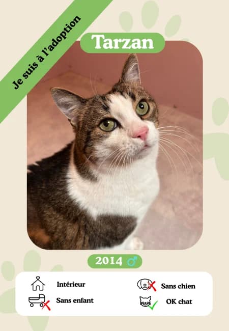 Tarzan, male senior Mixed Breed for adoption at Oasis des vétérans