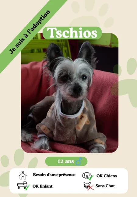 Tschios,  senior Mixed Breed for adoption at Oasis des vétérans