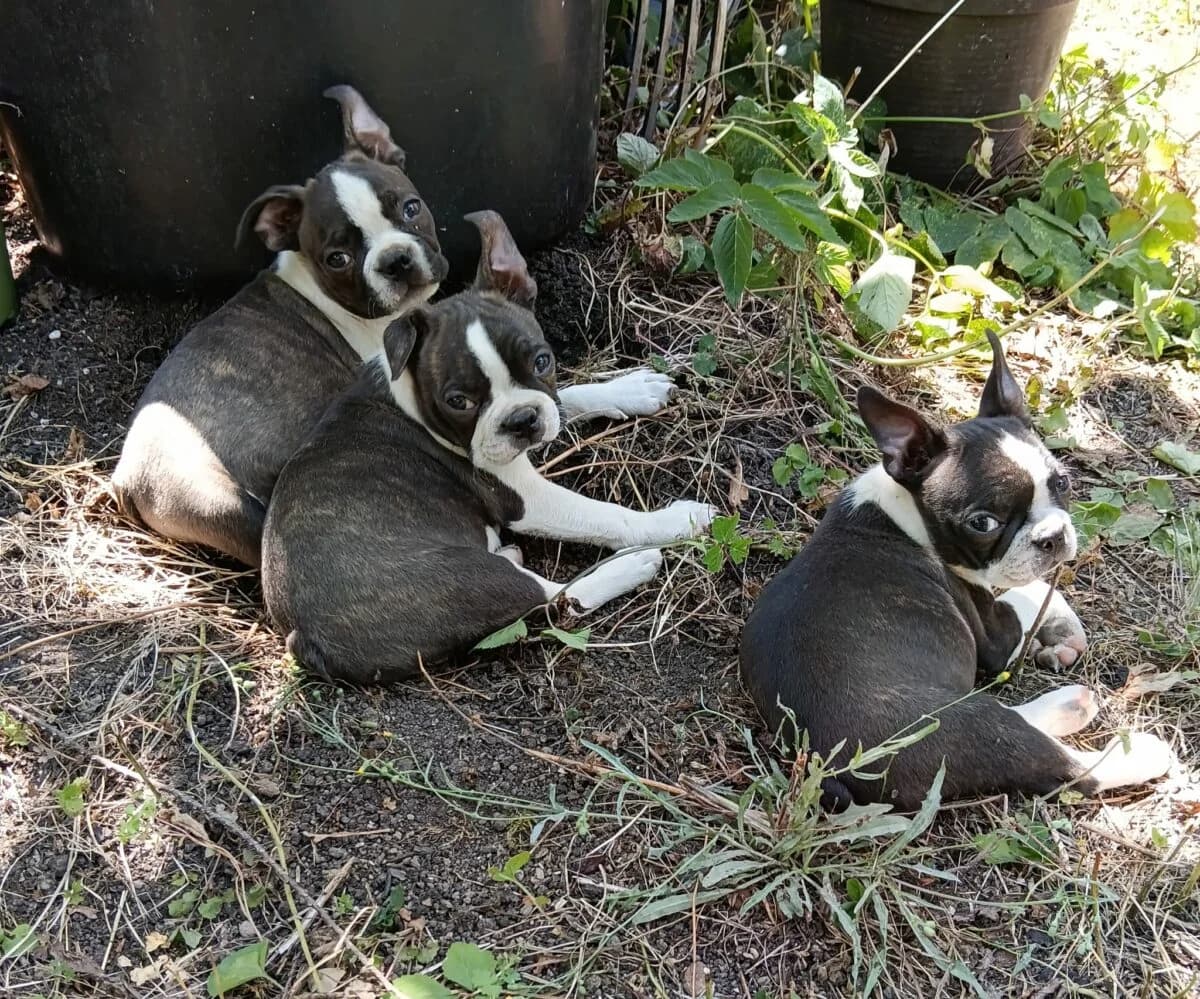 Boston Terrier Welpen. FCI Ahnentafel,  young Mixed Breed for adoption at Petsearch.ch, Zurich