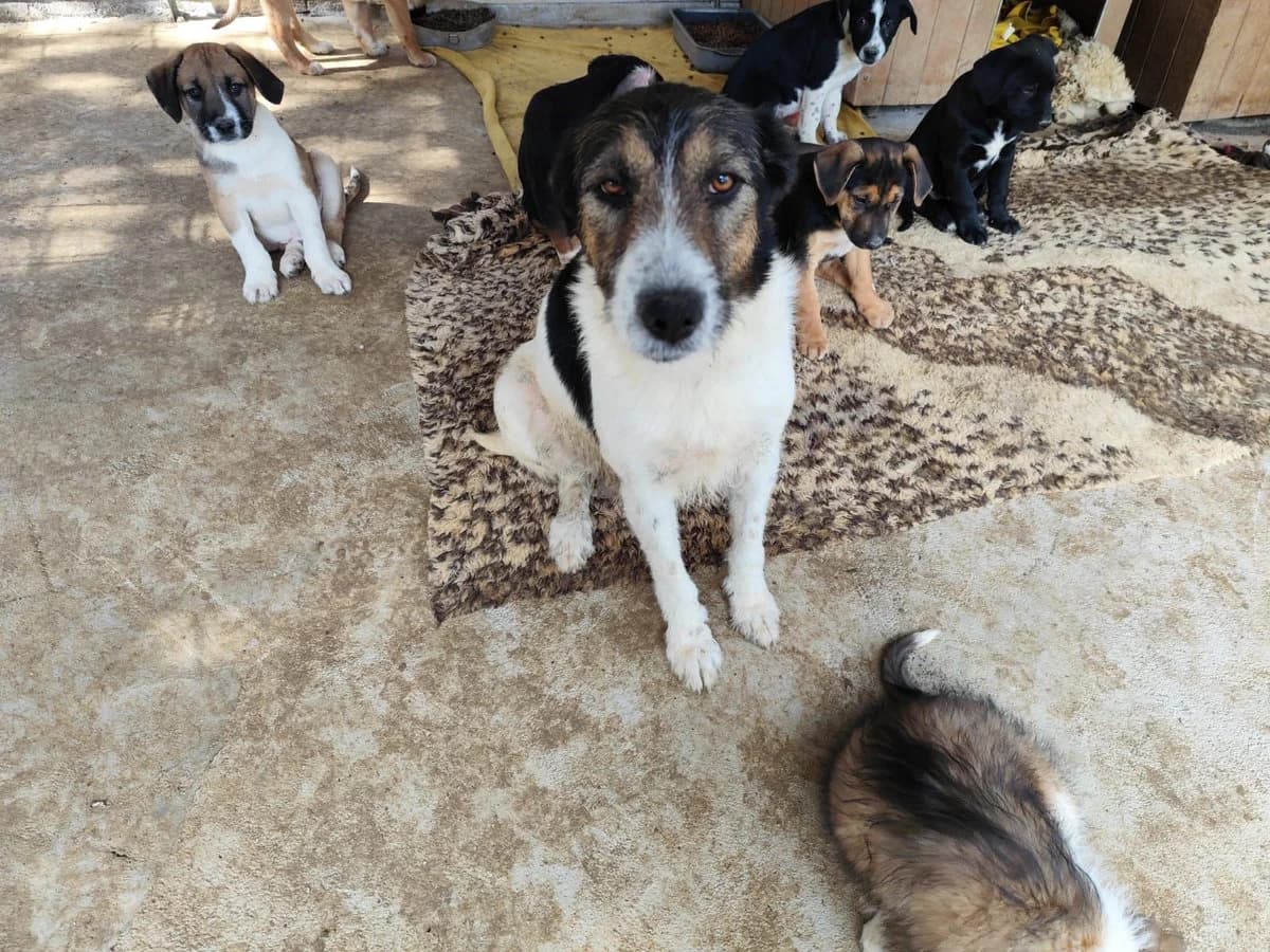 Pupa, Traumhündin sucht ihre Familie, Mixed Breed (Petsearch.ch)