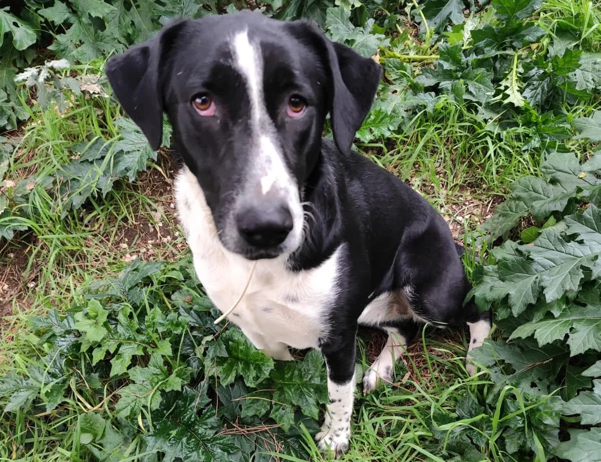 Naly sucht ihr Glück, Mixed Breed (Petsearch.ch)