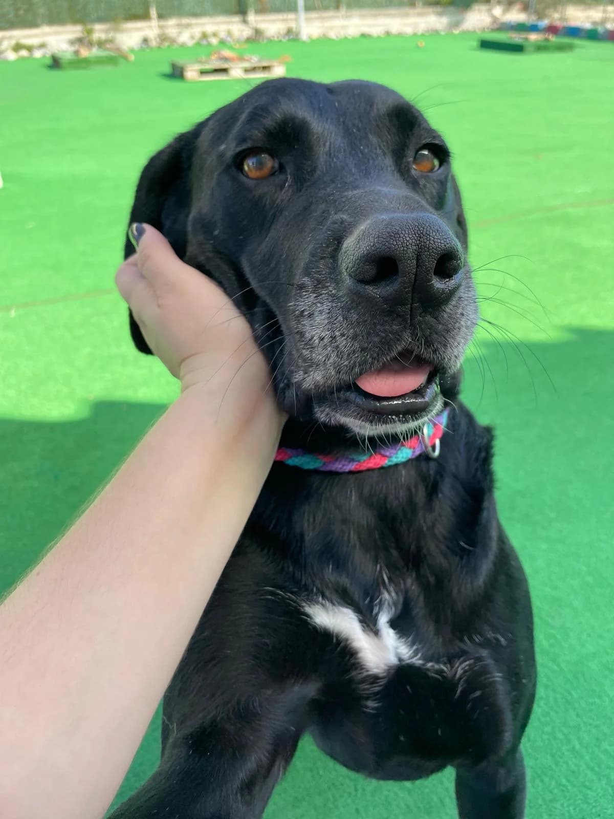 ICH WERDE DIR EIN TREUER BEGLEITER SEIN, Mixed Breed (Petsearch.ch)