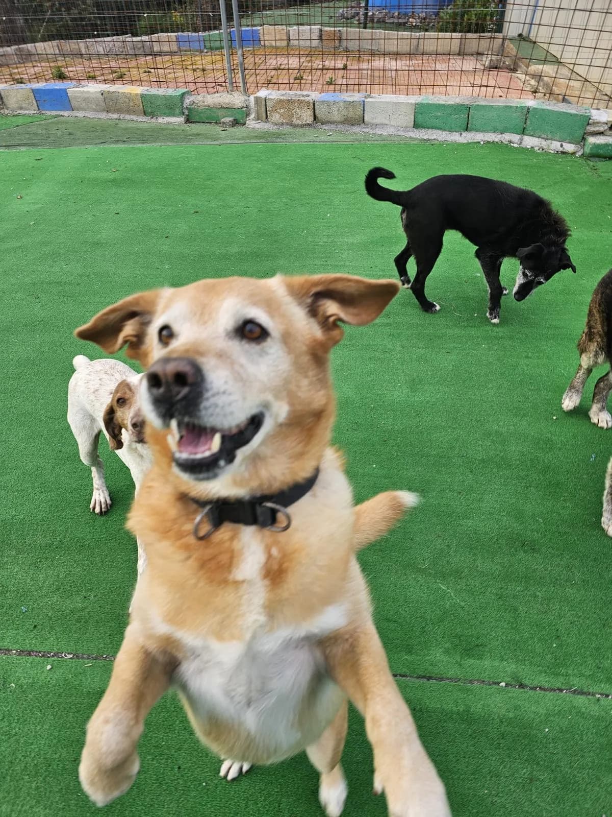 HERMES SUCHT EINEN DEFINITIVEN PLATZ IM HERZEN EINER FAMILIE, Mixed Breed (Petsearch.ch)