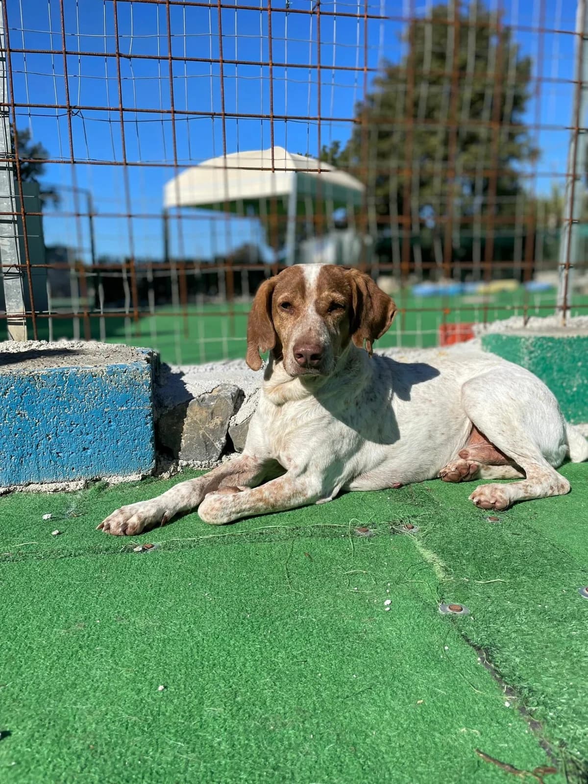 EIN PFOTENPLATZ IN DEINEM HERZEN, ADOPTIERE LUCKY, Mixed Breed (Petsearch.ch)