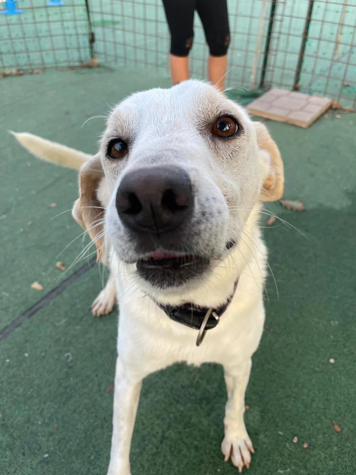 Ein Begleiter fürs Leben sehnt sich nach Familienwärme, male young Mixed Breed for adoption at Petsearch.ch, Zurich