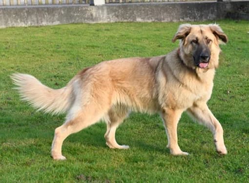 Lori, die perfekte Familien-Hündin, Mixed Breed (Petsearch.ch)