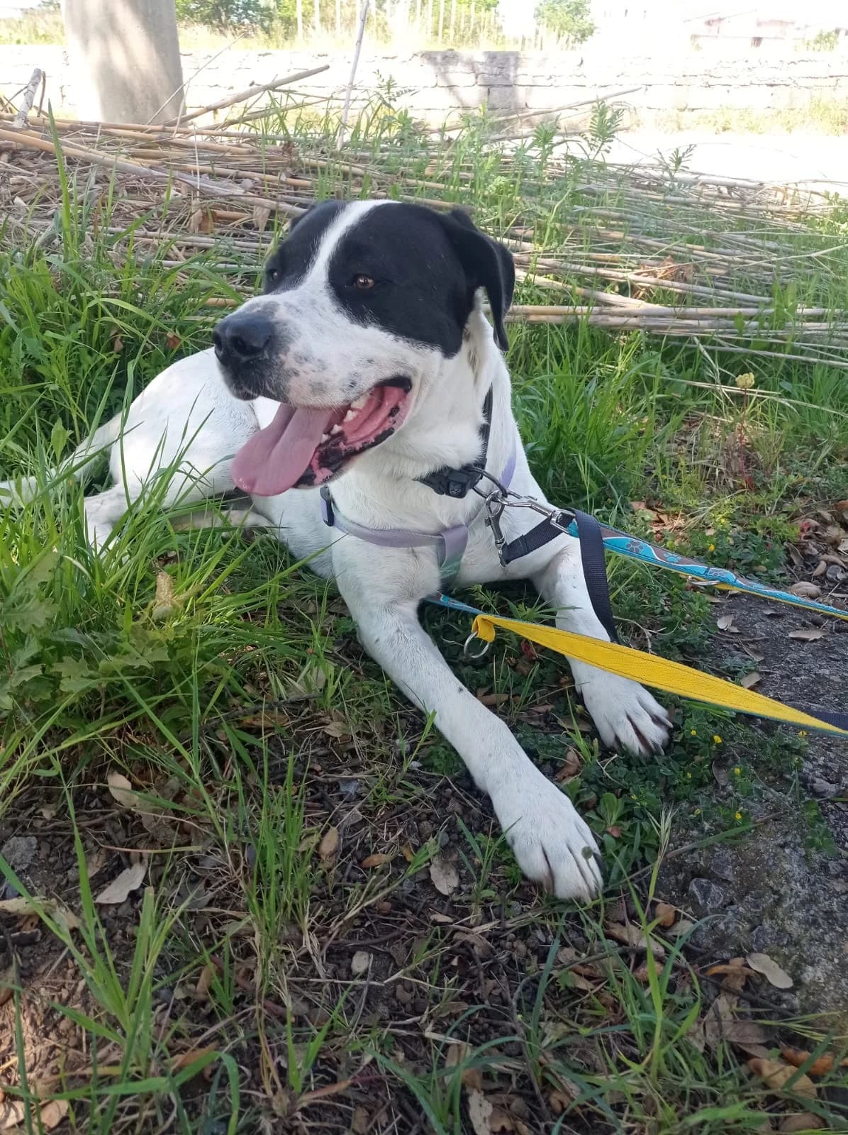 Bingo, ein Herz, dass gebrochen wurde, male young Mixed Breed for adoption at Petsearch.ch, Zurich