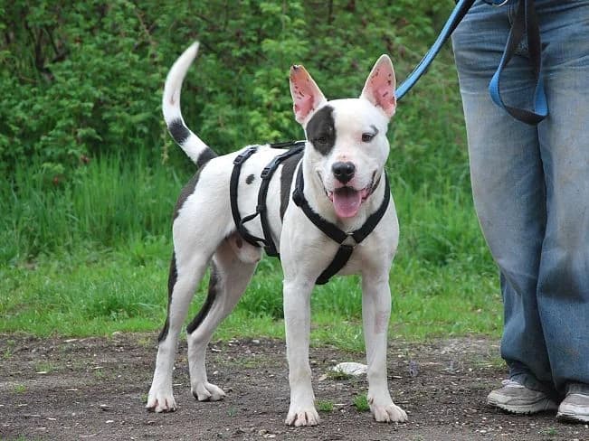 HUGO, schlauer Mischlingsrüde, ca. 2 Jahre, 53cm, 25kg, Mixed Breed (Petsearch.ch)