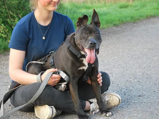 LIZA, lustige Mischlingsomi, ca. 11,5 Jahre, 48cm, 21kg *Gnadenplatz gesucht*, Mixed Breed (Petsearch.ch)