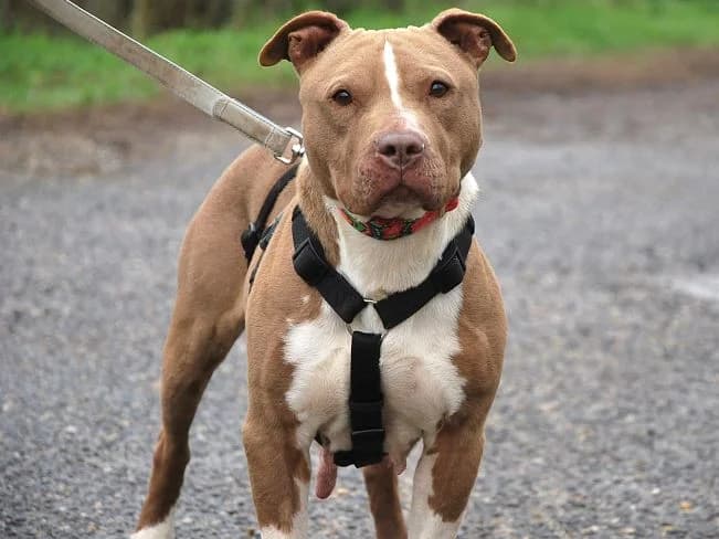 RIVA, menschenbezogene Mischlingshündin, c. 6 Jahre, 48cm, 21kg, Mixed Breed (Petsearch.ch)