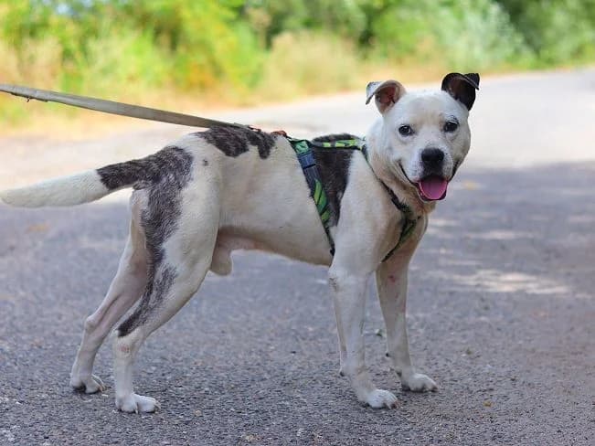 ADAM, unternehmungsfreudiger Mischlingsrüde, ca. 9 Jahre, 54cm, 29kg, Mixed Breed (Petsearch.ch)