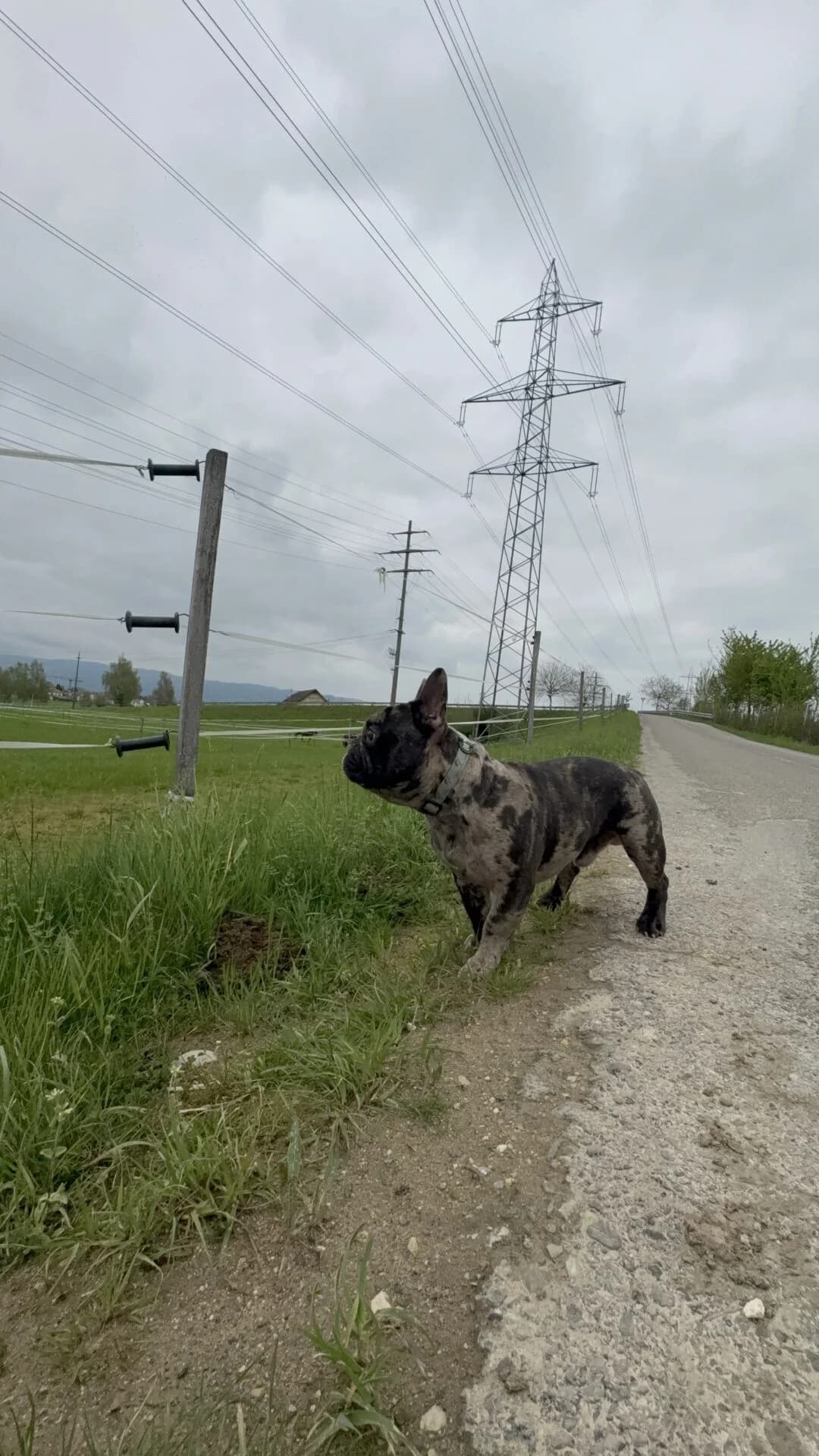 Französische Bulldogge, Mixed Breed (Petsearch.ch)