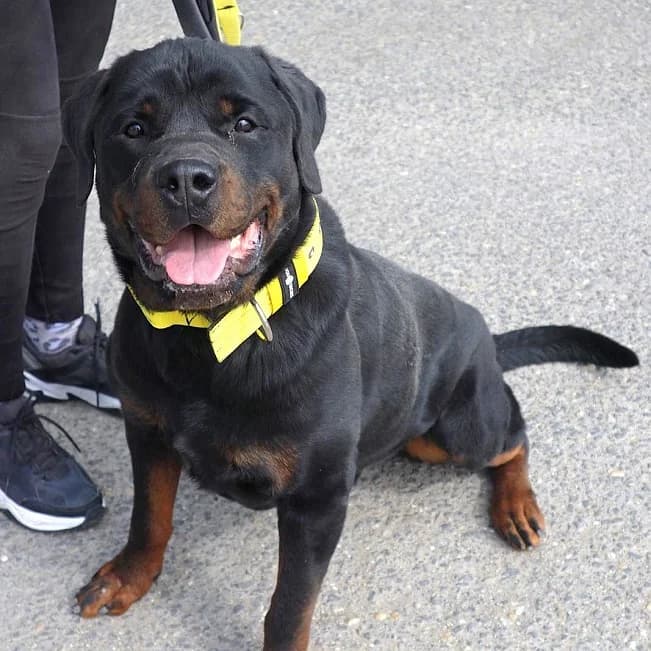 TAZ, anhänglicher Hundemann, ca. 5 Jahre, 57cm, 44kg *Gnadenplatz gesucht*, female 3yo Mixed Breed for adoption at Petsearch.ch, Zurich