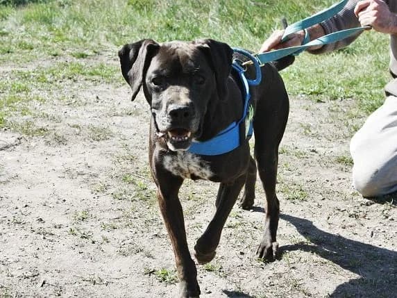 CONRAD, zu Herzen gehender Mixrüde, ca. 15 Jahre, 55cm *Gnadenplatz gesucht*, female 3yo Mixed Breed for adoption at Petsearch.ch, Zurich