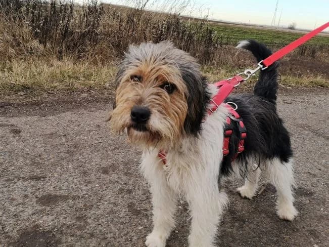 ARLO, aktiver Mischlingsrüde, ca. 5 Jahre, 12kg, male 3yo Mixed Breed for adoption at Petsearch.ch, Zurich