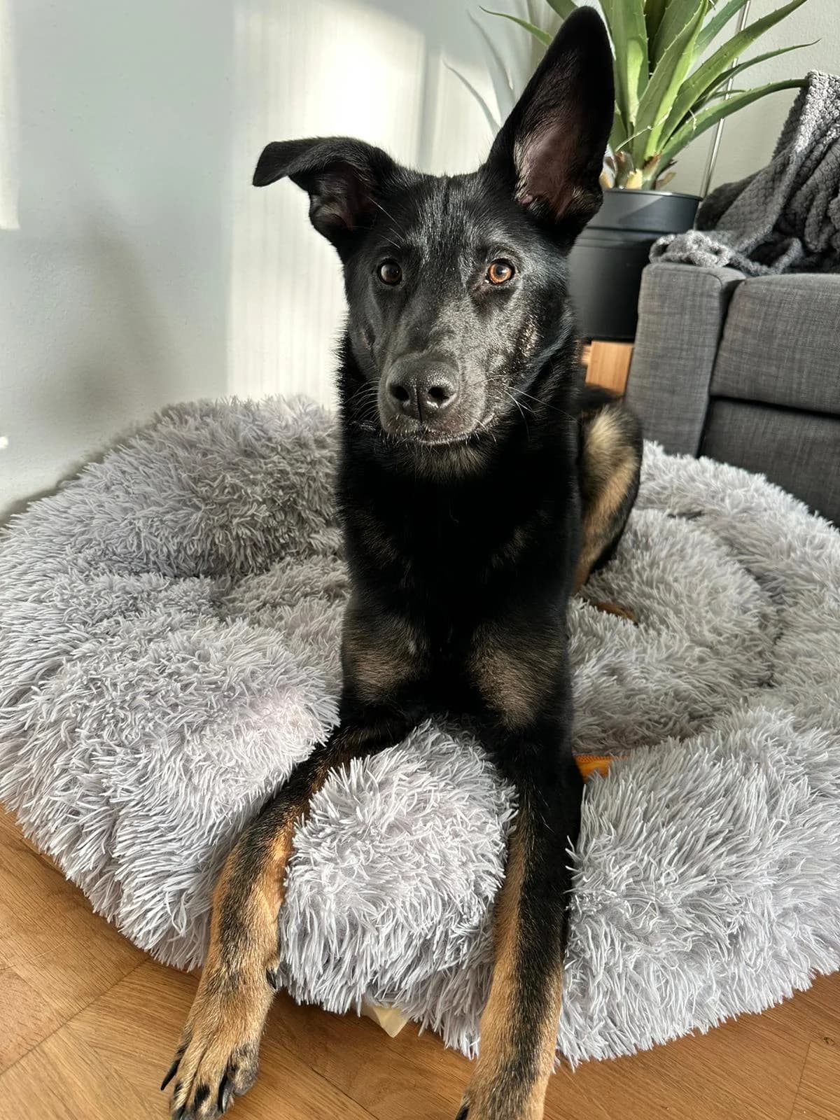Taio (24kg) sucht ein neues Zuhause, Mixed Breed (Petsearch.ch)